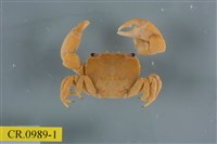 藏品(平背蜞)的圖片